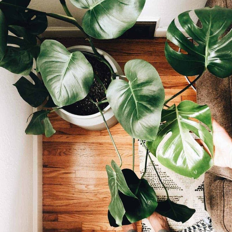 An indoor plant growing to the ceiling.