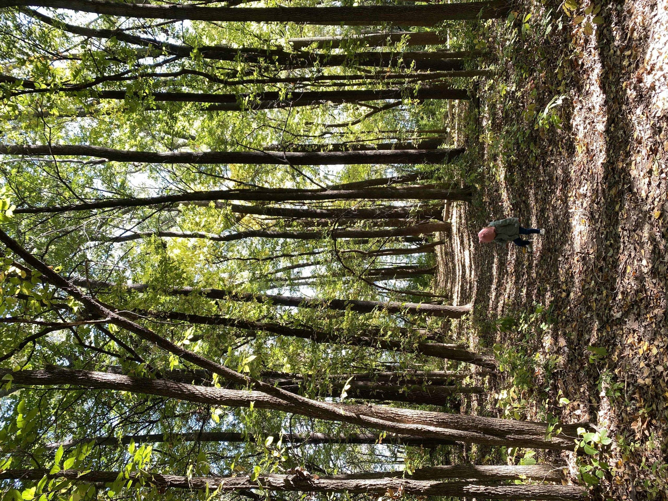 A sideways photo of tall, skinny trees in a forest.